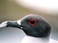 06 - Swallow tailed gull